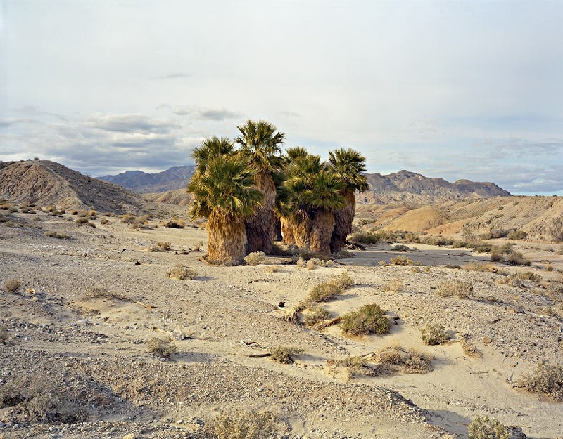 17 Palms Oasis, Anza-Borrego Desert State Park, California