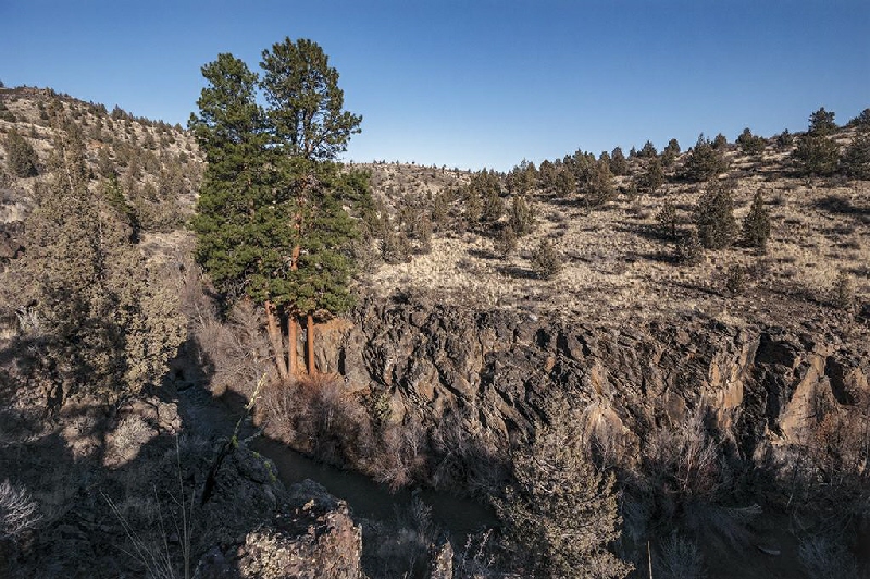 Ponderosa Pines in Whychus Creek Canyon (Upstream from Where Whychus Creek Merges with the Deschutes River), Oregon