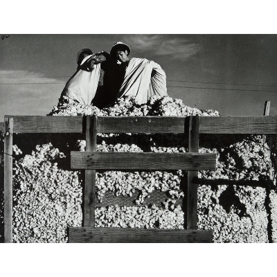Migratory Cotton Picker, Eloy, Pinal County, Arizona