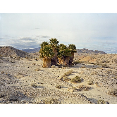 17 Palms Oasis, Anza-Borrego Desert State Park, California