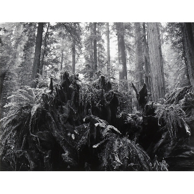 Redwood Stump, Ferns